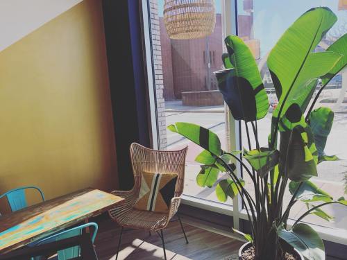 A cozy cafe corner featuring a large plant, a woven chair, and a colorful wooden table by a bright window.