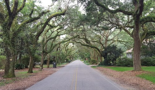 A serene, tree-lined street with overhanging branches and a quiet, inviting atmosphere.