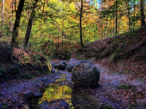 A serene forest scene with colorful autumn leaves, a shallow stream, and large rocks amidst a peaceful landscape.