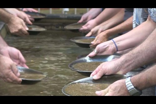 People panning for gold in a shallow stream, hands holding pans filled with sediment.