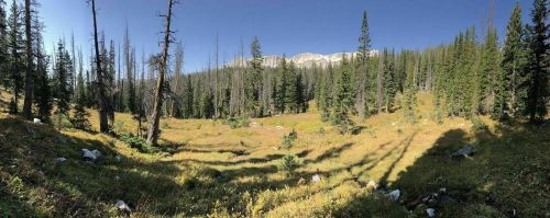 A panoramic view of a lush green valley surrounded by tall trees and mountains under a clear blue sky.