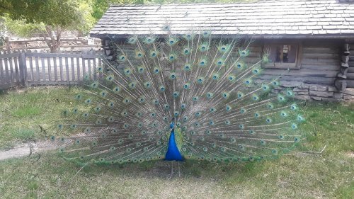 A vibrant peacock displaying its colorful feathers in front of a rustic wooden building and a fence.