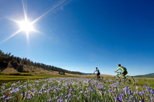 Two cyclists ride through a field of purple flowers under a bright sun and clear blue sky.