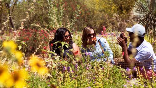 Three friends enjoying a sunny day in a vibrant flower garden, smiling and taking photos.