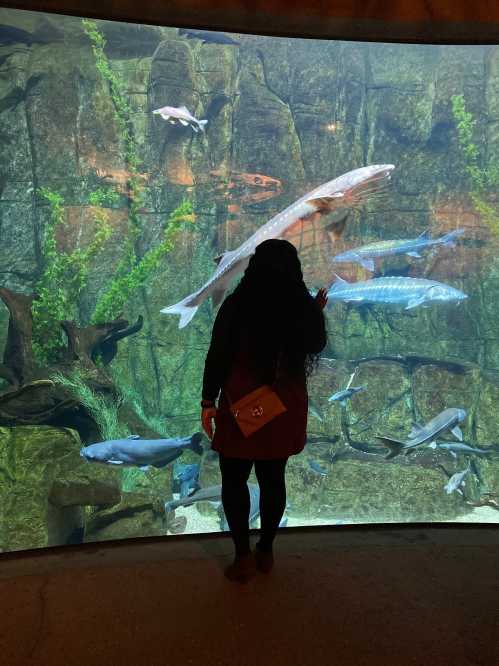 A person stands in front of a large aquarium, observing various fish swimming among rocks and plants.