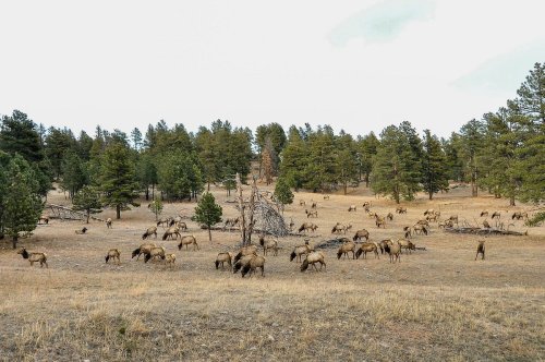 A herd of elk grazes in a grassy field surrounded by trees and a rocky outcrop.
