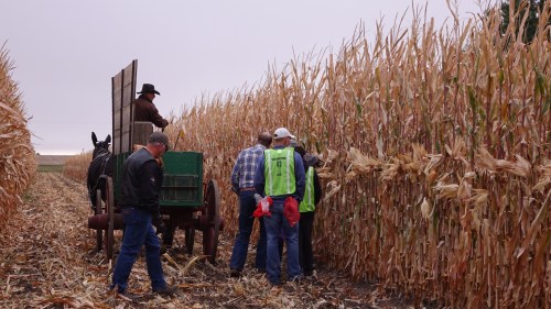 A group of people harvesting corn, with a horse-drawn cart and a person on the cart overseeing the process.