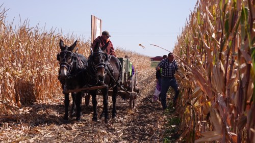Two horses pull a cart through a cornfield, while a person walks alongside in a sunny rural setting.
