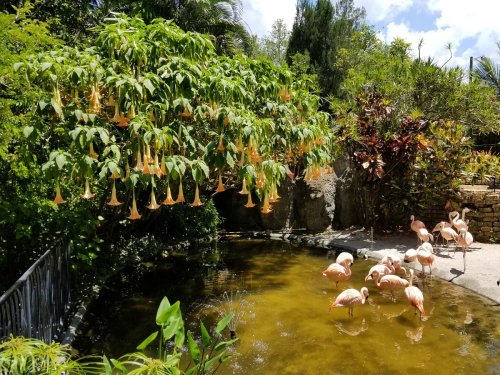 A serene garden scene with a pond, surrounded by lush greenery and flamingos wading in the water.