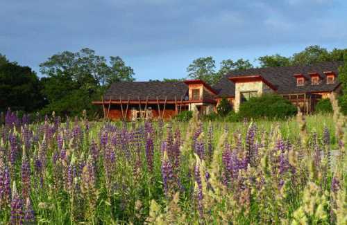 A modern building surrounded by vibrant purple wildflowers and lush greenery under a blue sky.