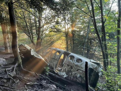 A sunlit forest scene featuring the wreckage of an old airplane, partially covered by trees and roots.
