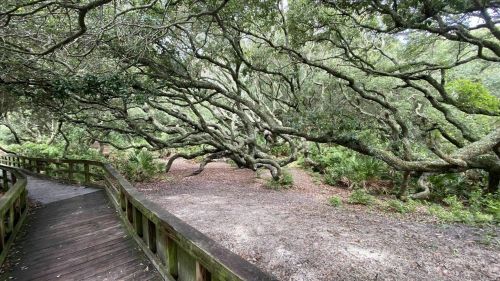 A winding wooden path leads through a lush, green forest with sprawling, twisted tree branches overhead.