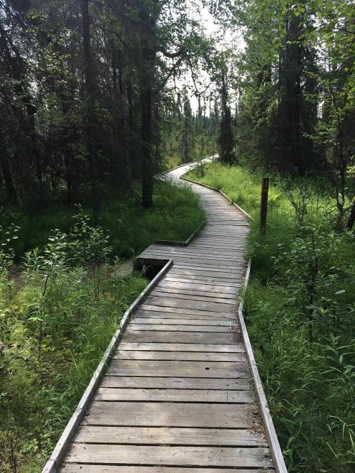 A winding wooden boardwalk through a lush green forest, surrounded by tall trees and dense vegetation.