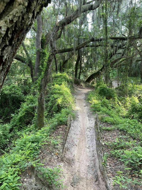 A winding dirt path through a lush, green forest with moss-covered trees and ferns lining the trail.