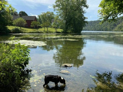 A dog wades in a calm lake surrounded by greenery and a house in the background under a clear blue sky.