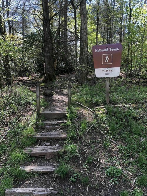A wooden sign marks the entrance to the Yellow Mini Trail in a lush, green national forest. Steps lead into the woods.