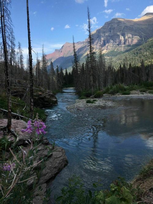 A serene river flows through a forested landscape, with mountains in the background and wildflowers in the foreground.