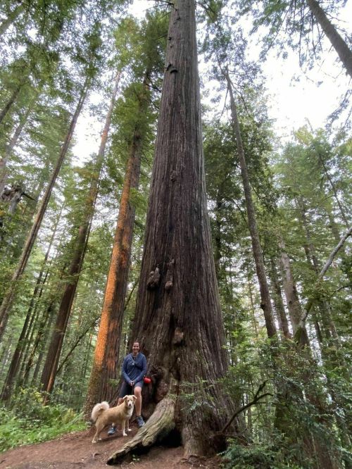 A person and a dog stand beside a towering redwood tree in a lush forest.