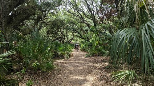A winding path through a lush, green forest with tall trees and palm plants, leading to two people in the distance.