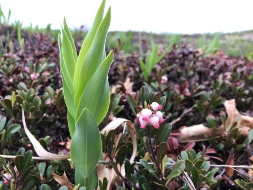 A close-up of green plant shoots alongside small pink flowers in a natural setting.