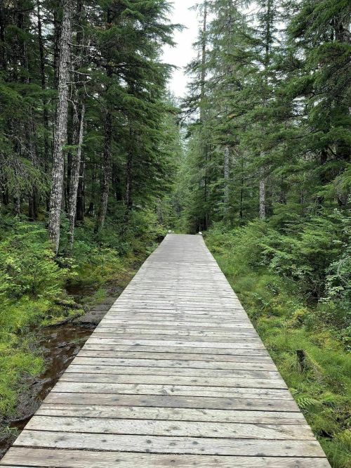 A wooden boardwalk stretches through a lush green forest, surrounded by tall trees and dense foliage.