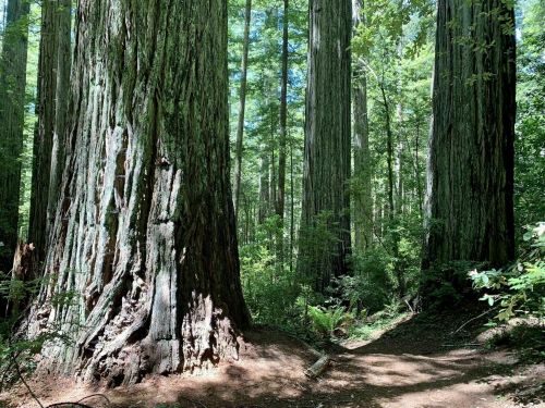 Tall redwood trees tower over a forest path, surrounded by lush greenery and dappled sunlight.