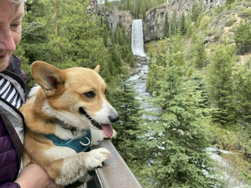 A corgi with its tongue out sits on a railing, with a waterfall and lush green trees in the background.