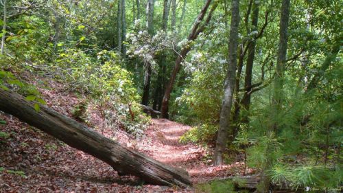 A serene forest path surrounded by lush greenery and fallen leaves, with a fallen log across the trail.