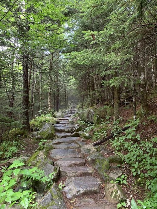 A rocky trail winding through a lush green forest, surrounded by trees and foliage.