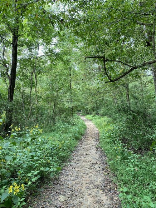 A winding dirt path through a lush green forest, surrounded by trees and shrubs.