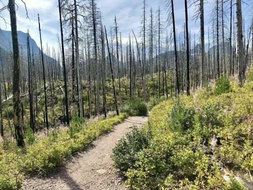 A winding dirt path through a forest of charred trees and green underbrush, with mountains in the background.