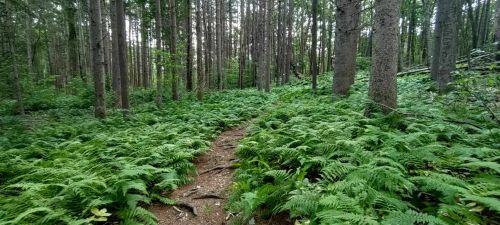 A serene forest scene with tall trees and a winding path surrounded by lush green ferns.