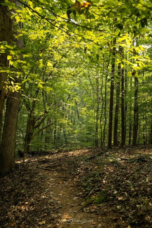 A sunlit forest path surrounded by lush green trees and fallen leaves, inviting exploration.