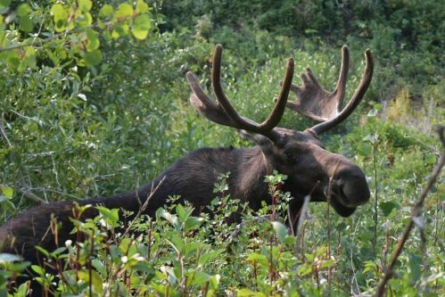 A moose with large antlers stands among lush green foliage in a natural setting.