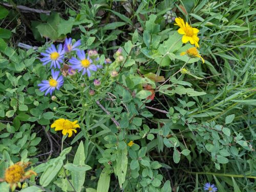 A mix of purple and yellow wildflowers surrounded by green foliage in a natural setting.
