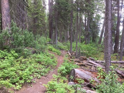 A narrow dirt path winds through a lush forest with tall trees and greenery, scattered logs on the ground.
