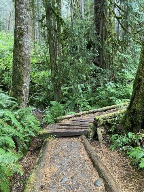 A serene forest path with wooden logs and lush green ferns, surrounded by tall trees and misty atmosphere.