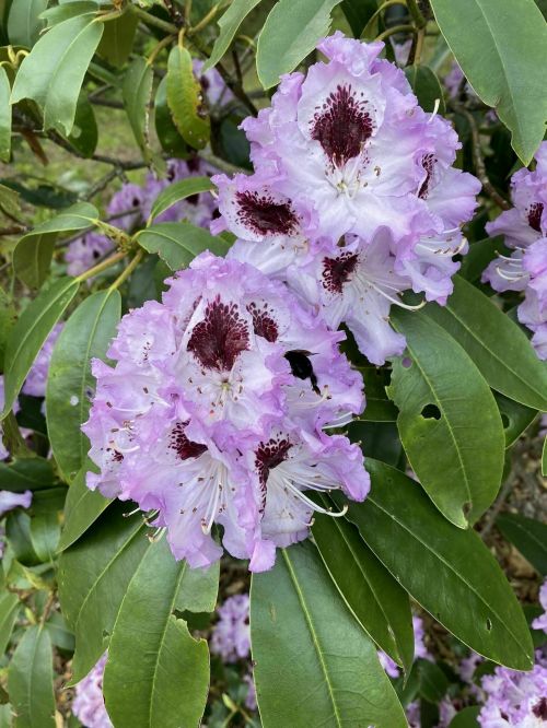 Clusters of light purple rhododendron flowers with dark centers, surrounded by green leaves.