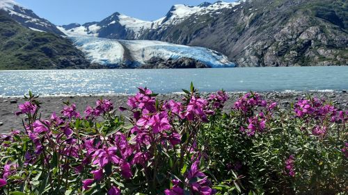 Vibrant purple flowers in the foreground with a glacier and mountains in the background under a clear blue sky.