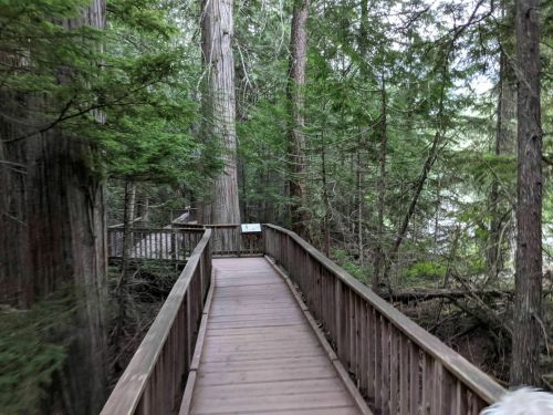 A wooden boardwalk winding through a lush green forest with tall trees and dense foliage.