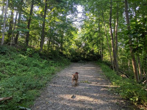 A dog walks down a gravel path surrounded by lush green trees and foliage.