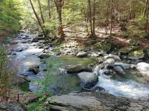 A serene stream flows through a lush forest, surrounded by rocks and greenery under dappled sunlight.