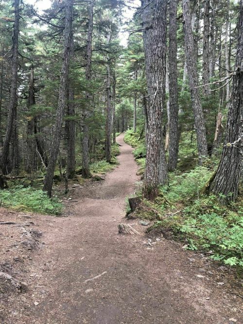 A winding dirt path through a dense forest of tall trees and lush greenery.