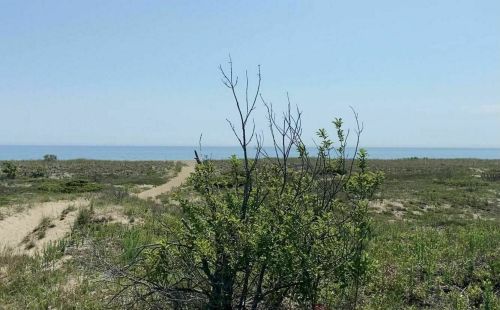 A sandy path leads to a calm body of water, framed by sparse vegetation and a clear blue sky.