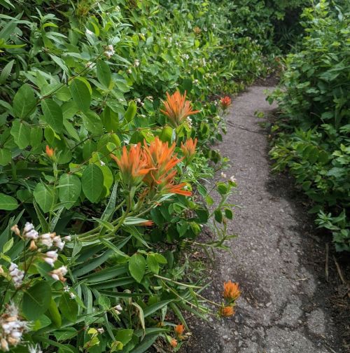A narrow path surrounded by vibrant orange flowers and lush green foliage.