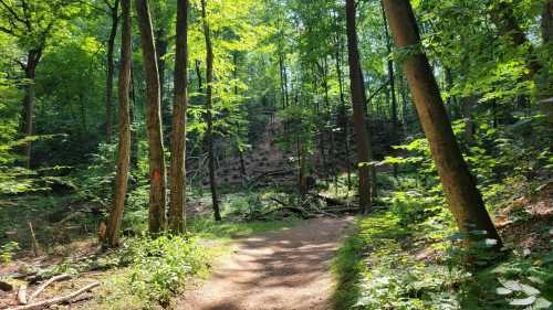 A sunlit forest path surrounded by tall trees and lush greenery, inviting exploration.