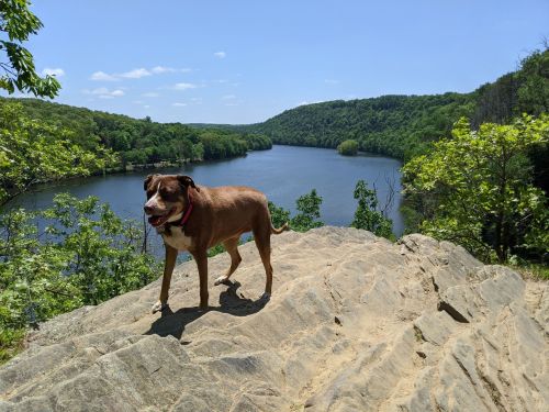 A brown dog stands on a rocky ledge overlooking a serene river and lush green hills under a clear blue sky.