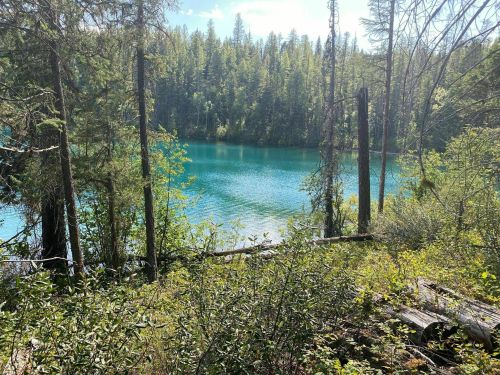 A serene lake surrounded by lush green trees and foliage under a clear blue sky.