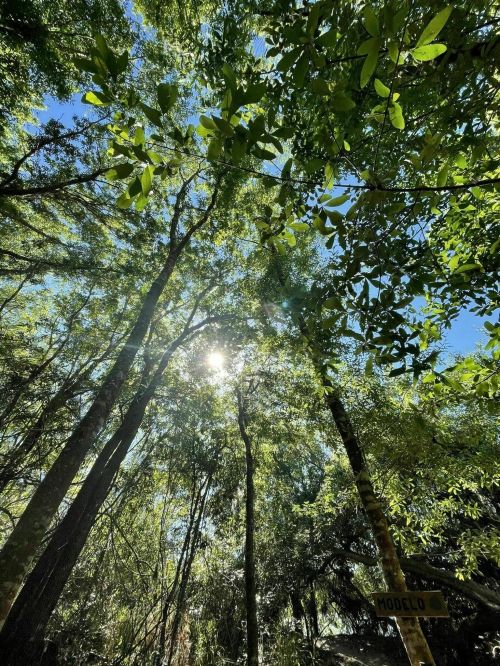 Sunlight filters through a dense canopy of green trees, creating a serene and vibrant forest scene.