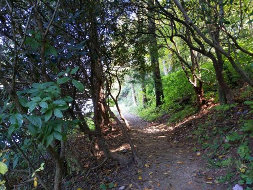 A narrow, winding path through lush greenery and trees, leading towards a bright, sunlit area.